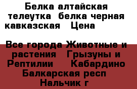 Белка алтайская телеутка, белка черная кавказская › Цена ­ 5 000 - Все города Животные и растения » Грызуны и Рептилии   . Кабардино-Балкарская респ.,Нальчик г.